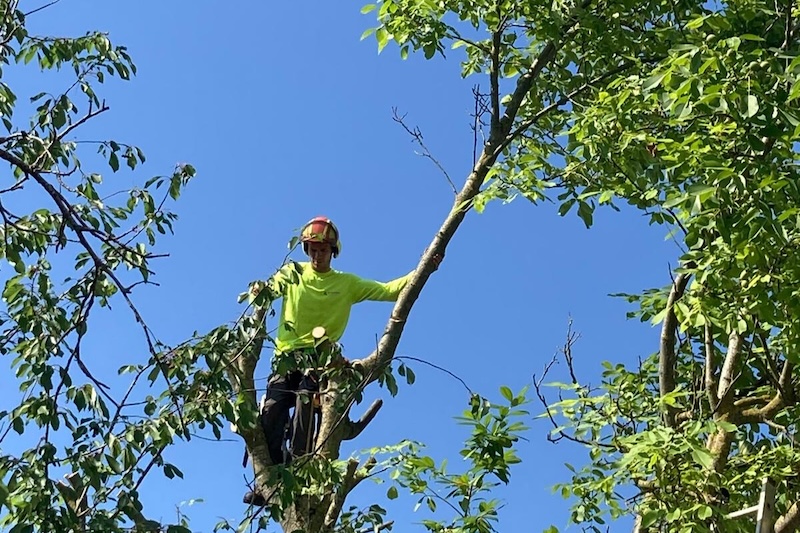 élagage arbre Troyes aube